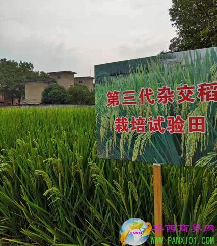雜交水稻國(guó)家重點(diǎn)實(shí)驗(yàn)室研究員李新奇提供